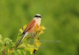 WildLife Photos of Birds, Shrikes, Red-backed Shrike, Lanius collurio